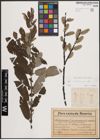 Foto von Salix cinerea L.